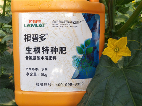 根碧多，菌劑，安碧解