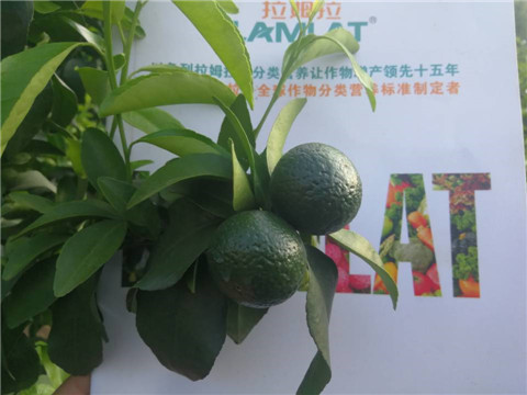 菌劑，水溶肥，