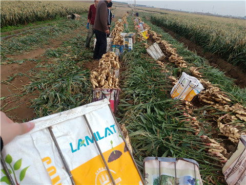 水溶肥，拉姆拉，翠姆