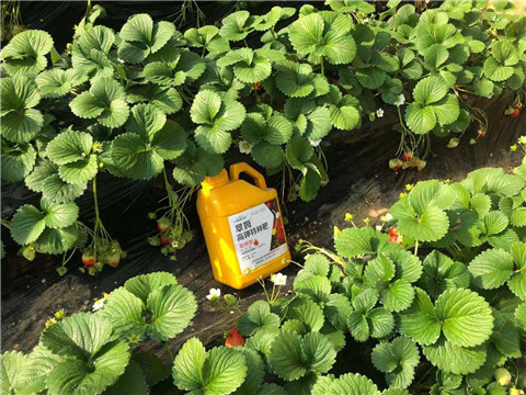 水溶肥，拉姆拉