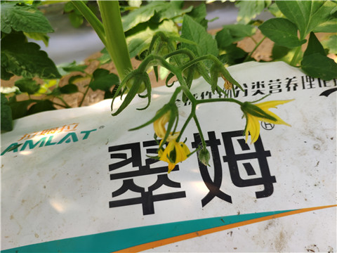 菌劑，拉姆拉