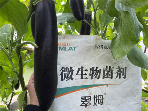 微生物菌劑，拉姆拉