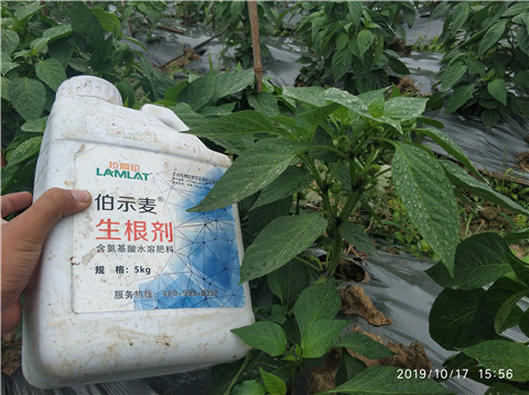 生根劑，伯示麥