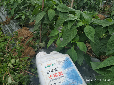 生根劑，伯示麥