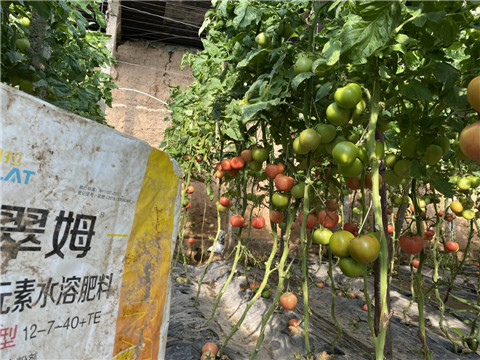 菌劑，水溶肥