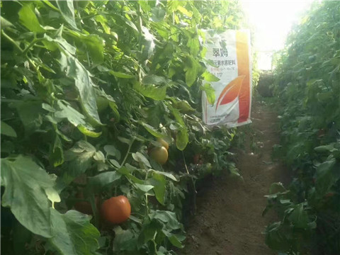 大量元素水溶肥，拉姆拉 