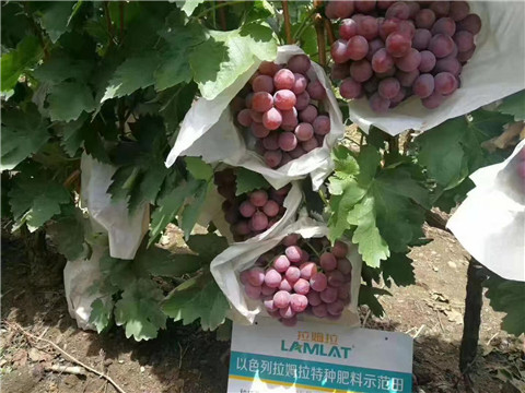 葉面肥，微生物菌劑