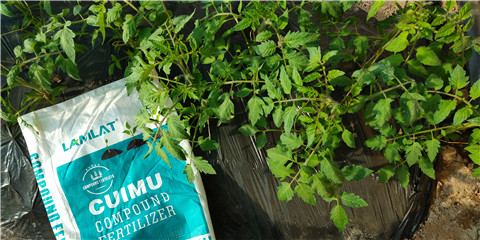 磷酸二氫鉀，鈣肥，水溶肥