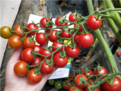 磷酸二氫鉀，鈣肥，根碧多