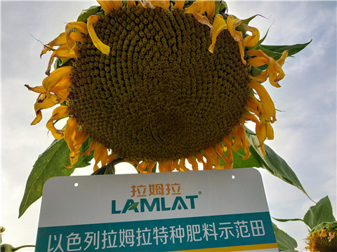 微生物菌劑，根碧多