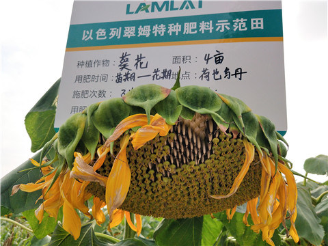 微生物菌劑，根碧多