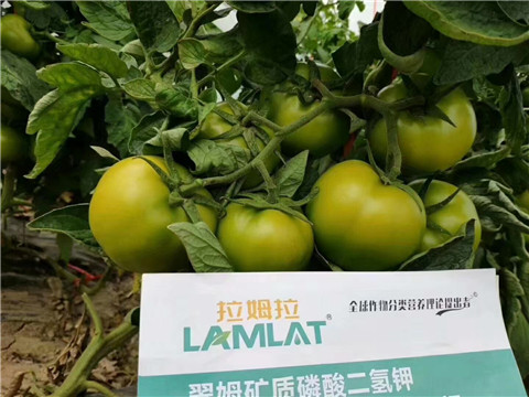 磷酸二氫鉀，鈣肥，水溶肥