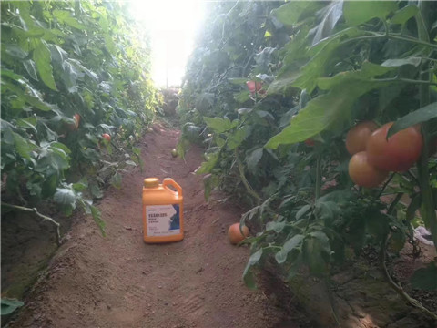 根碧多，微生物菌劑