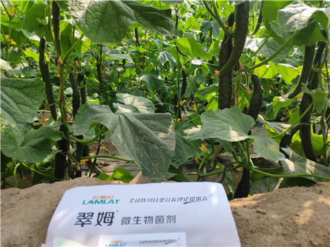 微生物菌劑，根碧多，水溶肥