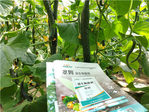 微生物菌劑，根碧多，水溶肥