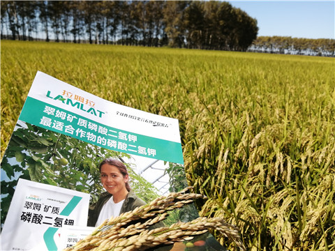 葉面肥，磷酸二氫鉀，安碧解