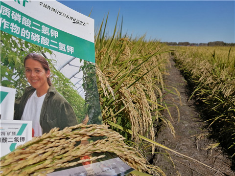 葉面肥，磷酸二氫鉀，安碧解