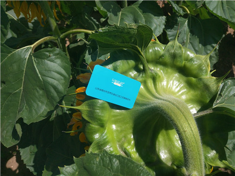 水溶肥 ，葉面肥，伯示麥