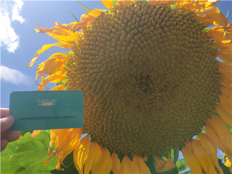 水溶肥 ，葉面肥，伯示麥