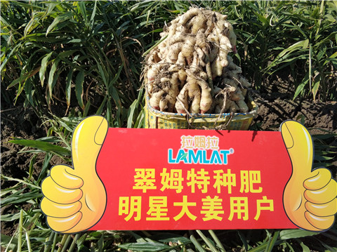 微生物菌劑，拉姆拉