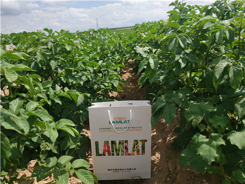 沖施肥，水溶肥，伯示麥