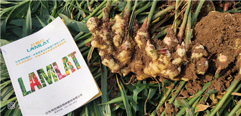 水溶肥，大姜，拉姆拉