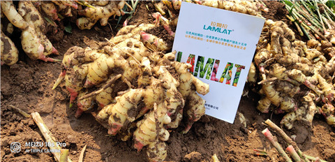 水溶肥，大姜，拉姆拉