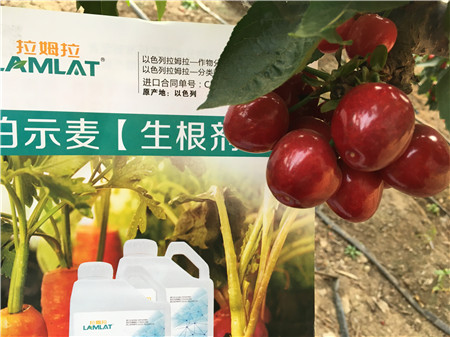 生根劑，微生物菌劑，拉姆拉，伯示麥