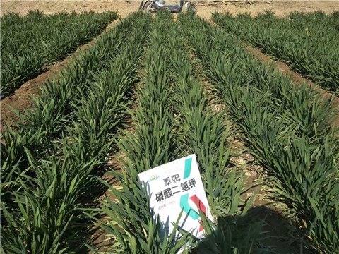 磷酸二氫鉀，葉面肥，拉姆拉