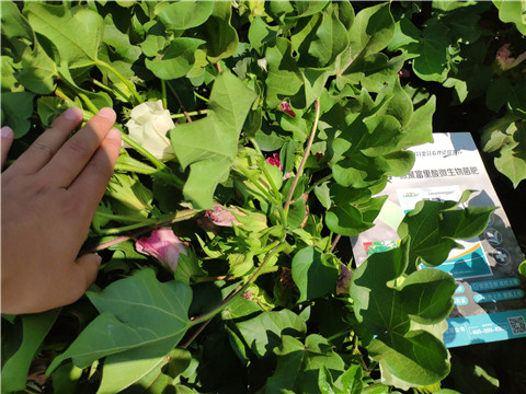 微生物菌劑，拉姆拉