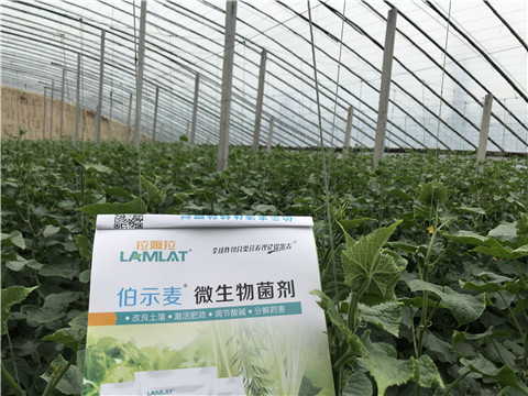 微生物菌劑，生根劑，拉姆拉