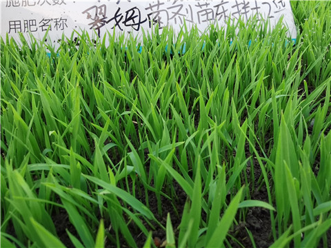 微生物菌劑，拉姆拉