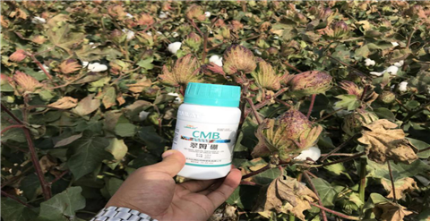 葉面肥，拉姆拉