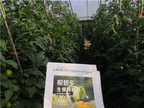 根碧多，拉姆拉