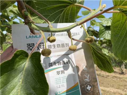 微生物菌劑，拉姆拉