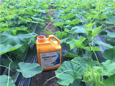 生根劑，魚蛋白水溶肥，拉姆拉