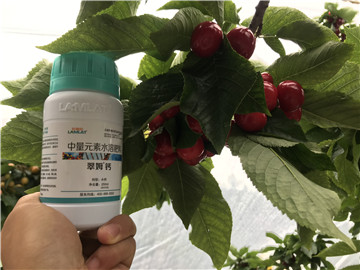 鈣肥，拉姆拉，翠姆