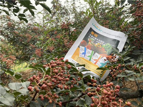 花椒種植，大量元素水溶肥，翠姆