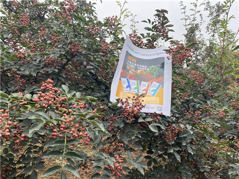 花椒種植，大量元素水溶肥，翠姆