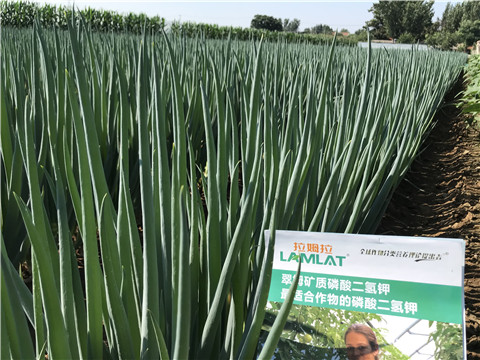 進(jìn)口水溶肥品牌，拉姆拉，翠姆