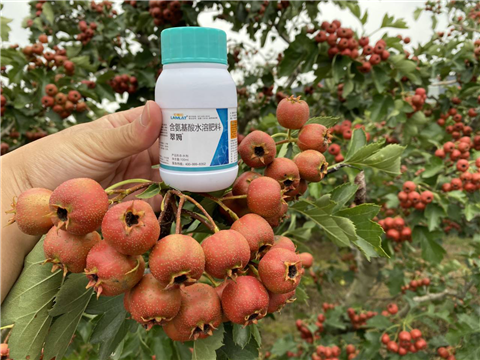 葉面肥，翠姆，拉姆拉