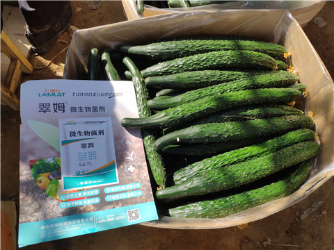 葉面肥，安碧解，除草劑藥害