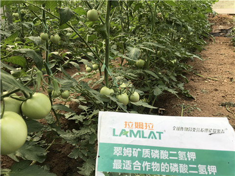 進(jìn)口水溶肥，拉姆拉，翠姆