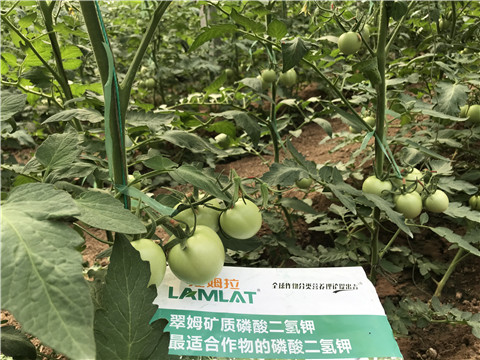 磷酸二氫鉀，拉姆拉，翠姆