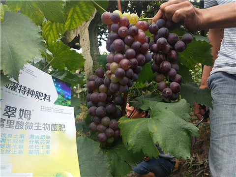 微生物菌劑，拉姆拉，翠姆