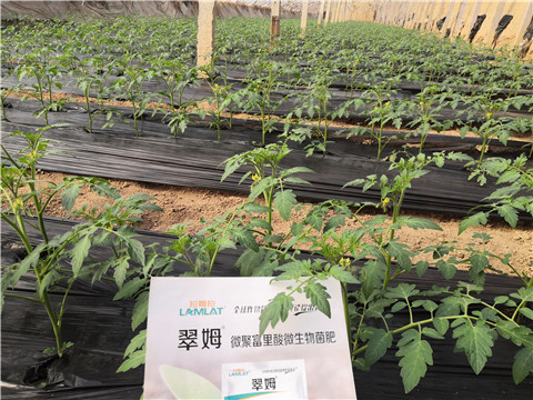 水溶肥，拉姆拉，翠姆