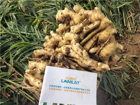 水溶肥，拉姆拉，翠姆