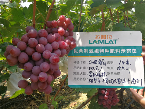 進(jìn)口水溶肥，拉姆拉，翠姆