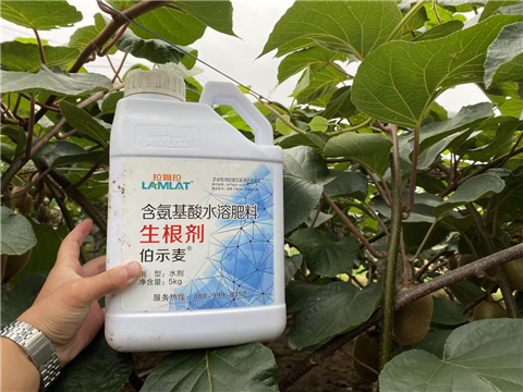 水溶肥，生根劑，微生物菌劑，伯示麥，拉姆拉