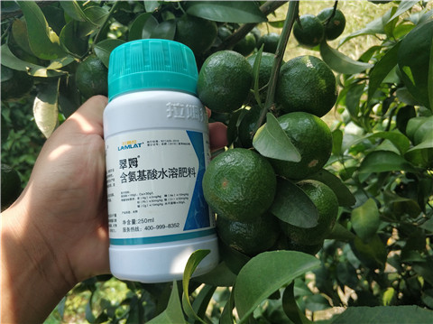 葉面肥，拉姆拉，翠姆